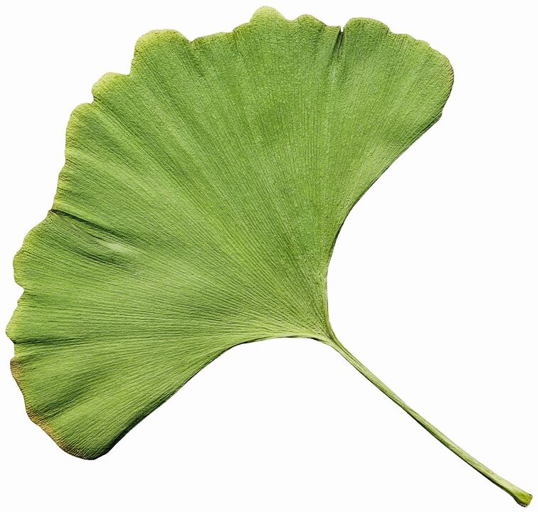 gingko biloba Insuvit nuo diabeto